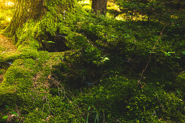 Beautiful green moss on the floor, moss closeup, macro. Beautiful background of moss for wallpaper.