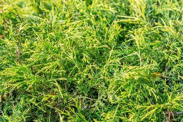 Rich textured leaves of evergreen coniferous tree