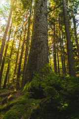 Obraz premium Beautiful green moss on the floor, moss closeup, macro. Beautiful background of moss for wallpaper.