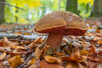 scarletina bolete closeup