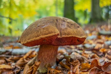 scarletina bolete closeup
