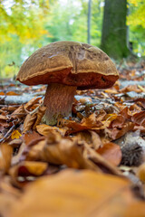 scarletina bolete closeup