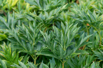 Fototapeta premium Close up of green peony leaves. Background texture