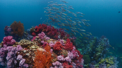 Plakat Lipe stoneheange underwater paradise of undaman sea