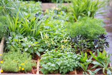Fototapeta na wymiar Vegetable in the garden.
