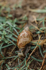 snail on leaf