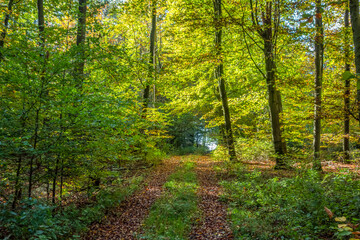 Fototapeta na wymiar idyllic forest scenery at autumn time