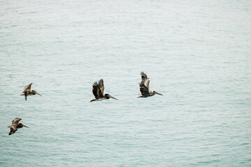 pelicans in flight