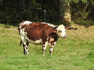 vache