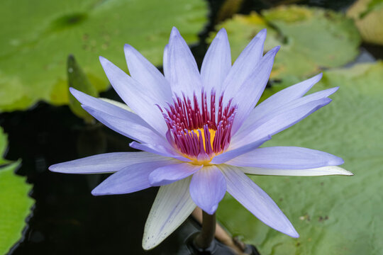 beauty lotus flower close up
