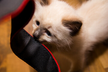 siamese kitten biting a string