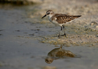 Sanderling at Asker marsh, Bahrain