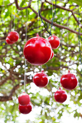Christmas, New Year tree decoration with red balls. Tropical outdoor background.