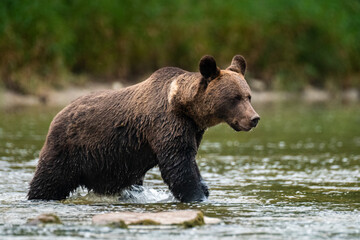 Naklejka na ściany i meble Brown Bear (Ursus arctos) in the natural habitat. Carpathian Mountains, Bieszczady, Poland.
