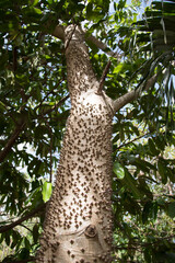 Self defense spikes tree