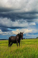black horse in the field
