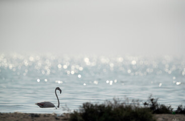 Greater Flamingos wading in the morning hours, Asker coast, Bahrain
