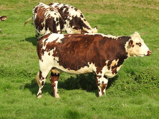 vache