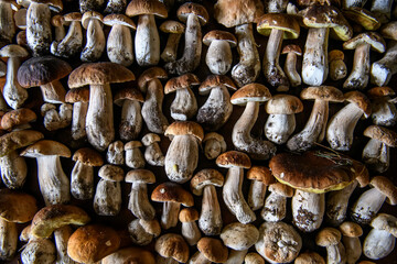 Mushrooms Boletus edulis over wooden background, close up on wood rustic table. Cooking delicious organic mushrooms.