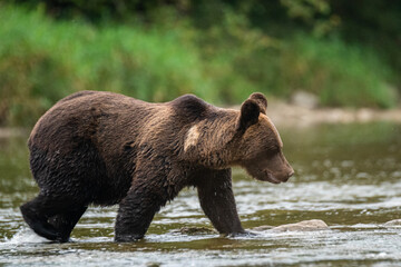 Plakat Brown Bear (Ursus arctos) in the natural habitat. Carpathian Mountains, Bieszczady, Poland.
