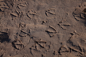 Bird's feet (paws) prints in wet brown sand. Seaside, Baltic Sea, Estonia, Saaremaa island. Harilaid. Close-up.