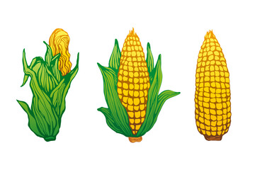 Cartoon corn ears isolated on white background