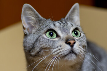 Obraz premium 見つめる猫 サバトラ猫