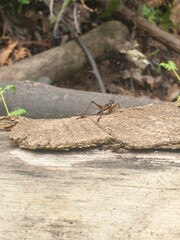 praying mantis on the stone