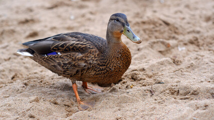 Single  duck, mallard, standing on a sand beach.