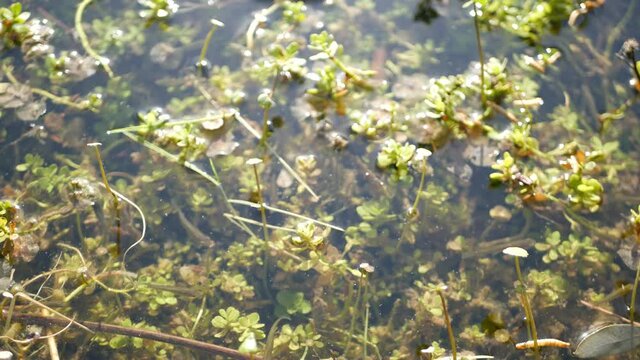 Many fishes, underwater life in pond, lake or shallow freshwater river. Biodiversity of aquatic ecosystem. Sunlit green leaves in fishpond.