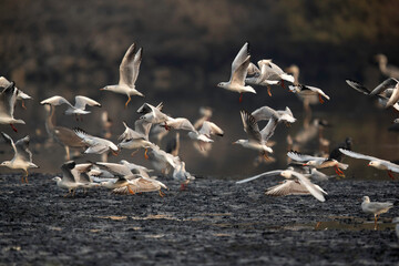 Black-headed gull fyling at Tubli bay in the morning hours, Bahrain