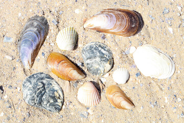 Collection of seashells