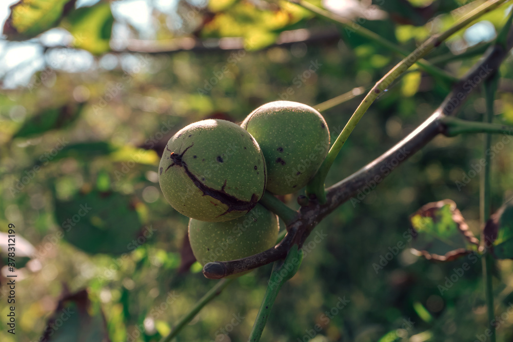 Aufkleber fresh ripe walnut growing on a tree autumn background.