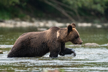 Brown Bear (Ursus arctos) in the natural habitat. Carpathian Mountains, Bieszczady, Poland.