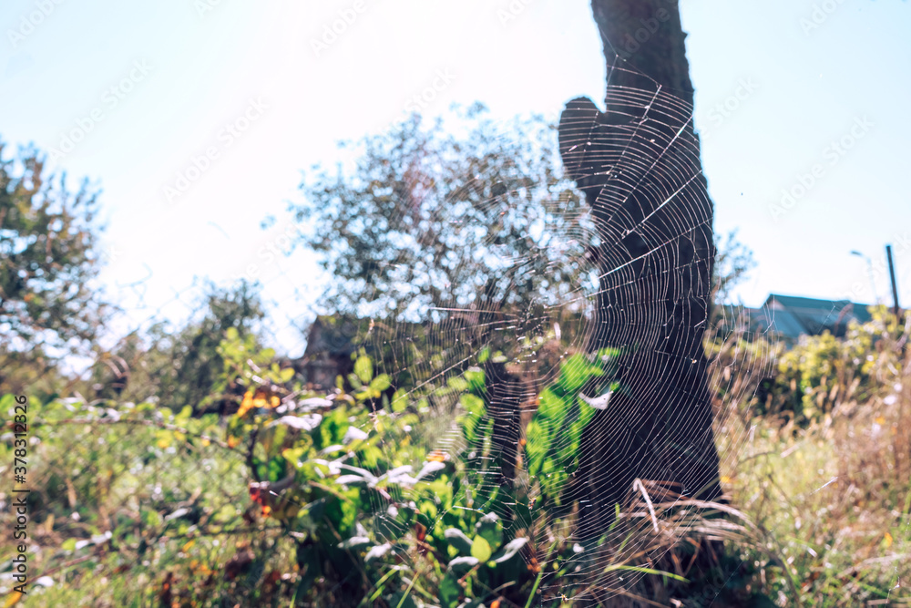 Poster cobweb or spider's web against a natural background.