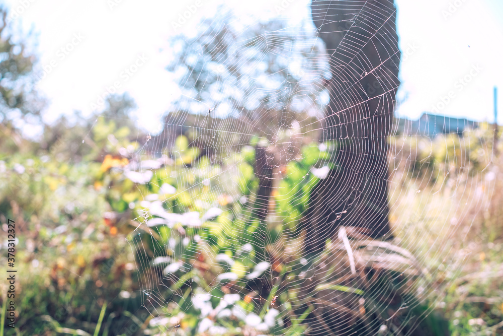 Poster cobweb or spider's web against a natural background.