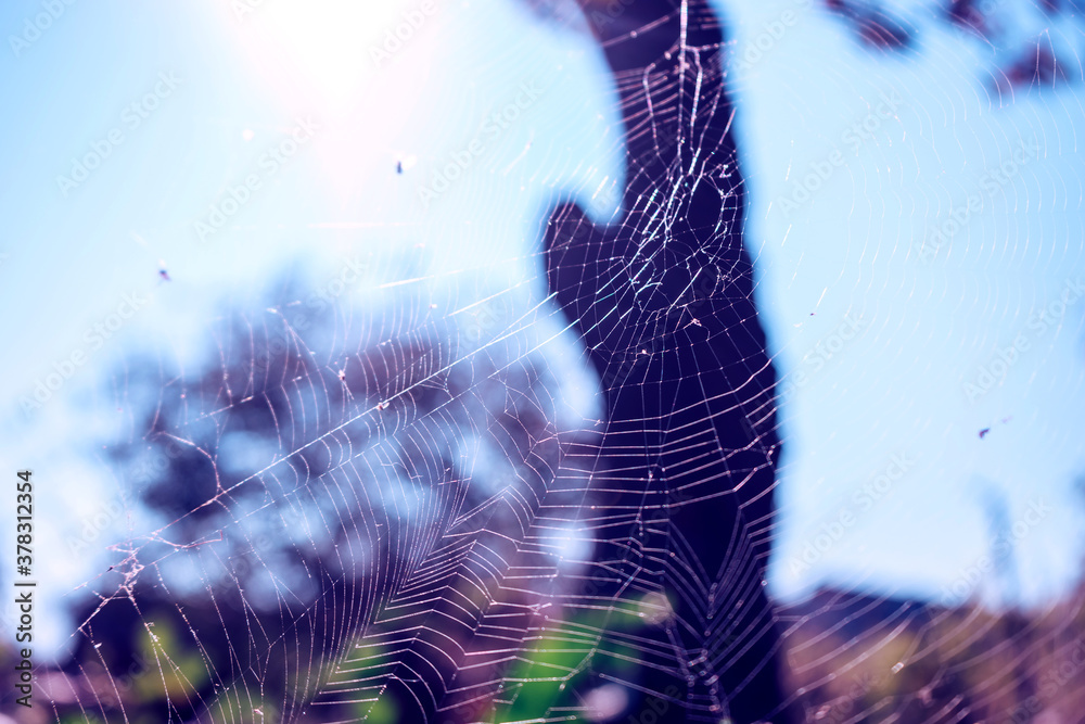 Poster cobweb or spider's web against a natural background.