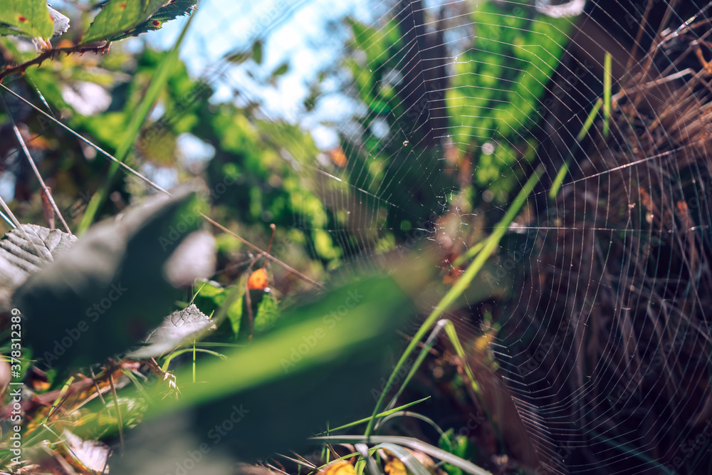 Poster cobweb or spider's web against a natural background.