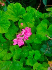 pink flowers in the garden
