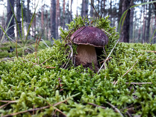 White mushroom Butyriboletus regius or boletus regius grow in the forest.