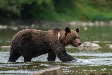 Tuinposter Brown Bear (Ursus arctos) in the natural habitat. Carpathian Mountains, Bieszczady, Poland. © Szymon Bartosz