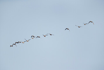 A flock os Northern Shovelers flying at Eker creek, Bahrain
