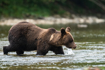 Obraz na płótnie Canvas Brown Bear (Ursus arctos) in the natural habitat. Carpathian Mountains, Bieszczady, Poland.