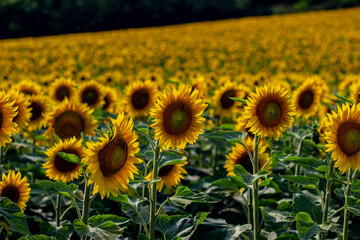 field of sunflowers