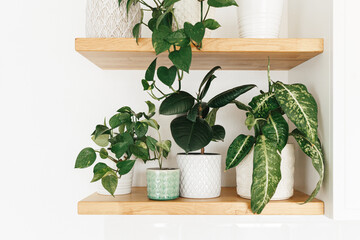 Stylish green houseplants on wooden shelves. Modern room decor.
