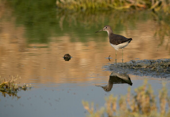 Common Sandpiper and reflection on water at Hamala, Bahrain