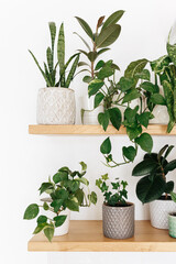 Stylish green houseplants on wooden shelves. Modern room decor.