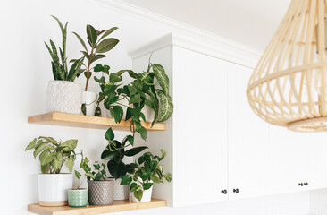 Stylish green houseplants on wooden shelves. Modern room decor.