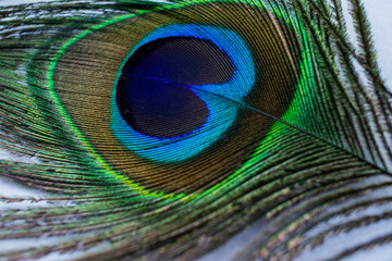 Obraz premium Various views of a peacock feather