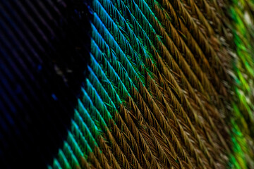 Obraz premium Various views of a peacock feather
